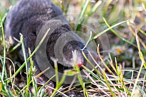 Cute little black mole talpa europaea in the green grass of a meadow, field or garden searching for a place for digging