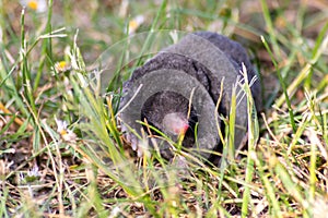 Cute little black mole talpa europaea in the green grass of a meadow, field or garden searching for a place for digging