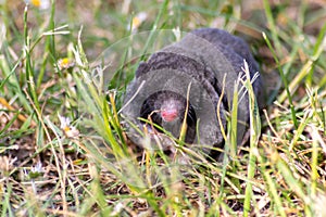 Cute little black mole talpa europaea in the green grass of a meadow, field or garden searching for a place for digging
