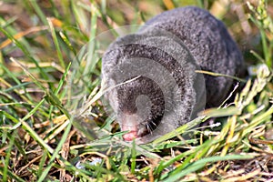 Cute little black mole talpa europaea in the green grass of a meadow, field or garden searching for a place for digging