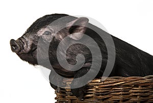 A cute little black pig in a basket