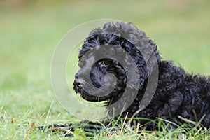 Cute Little Black Puppy Lying in the Grass