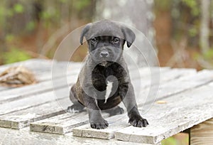 Cute little black puppy, pet rescue adoption photography