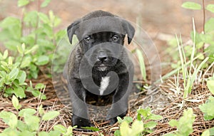 Cute little black puppy, pet rescue adoption photography