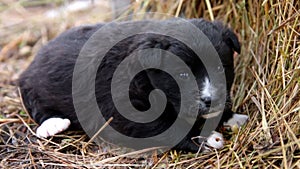 Cute little black puppy sitting