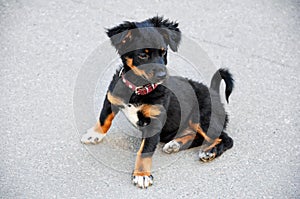 Cute little black puppy sitting on the pavement.