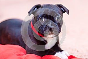 Cute little black puppy with white chest and red ribbon on the neck.