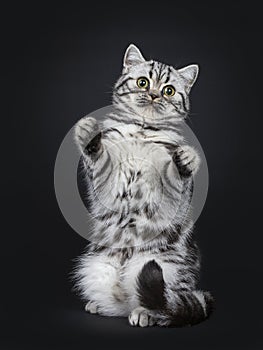 Cute little black silver blotched British Shorthair cat kitten, Isolated on black background.