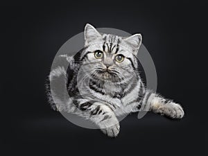 Cute little black silver blotched British Shorthair cat kitten, Isolated on black background.