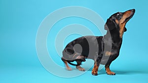 Cute little black and tan dachshund on blue background executes different commands of somebody out of shoot. Stand, sit, lay and