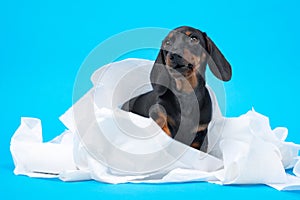 Cute little black and tan dachshund puppy wrapped with white cotton diapers, napkins or toilett paper. Adorable pet at photo