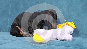 Cute little black and tan puppy dachshund plays with soft toy duck, poking it with nose and biting, sitting on blue sofa