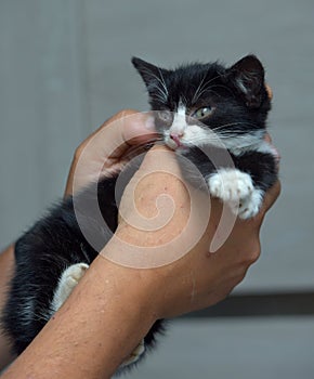 Cute little black and white kitten