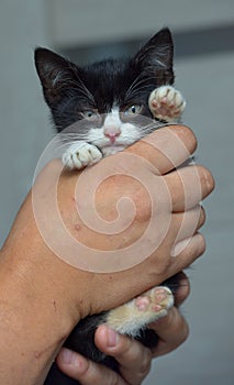 Cute little black and white kitten