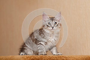 Cute little bobtail kitten