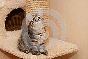 Cute little bobtail kitten