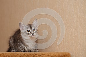 Cute little bobtail kitten