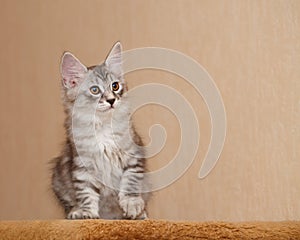 Cute little bobtail kitten