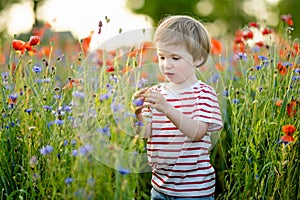 Cute little boy admiring poppy and knapweed flowers in blossoming poppy field on sunny summer day