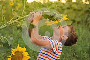 Cute little boy with blooming sunflower in field. Child spending time in nature