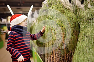Cute little boy chooses christmas tree on market. Family Christmas shopping