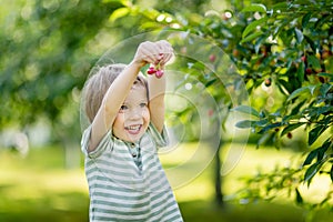 Cute little boy eating fresh organic cherries freshly harvested from the tree on sunny summer day. Kid having fun on a cherry
