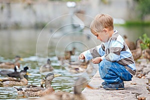 Cute little boy feeding ducks
