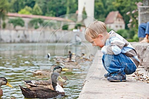 Cute little boy feeding ducks