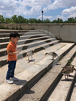 cute little boy is feeding the ducks