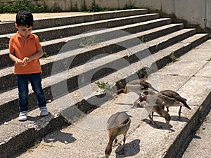 cute little boy is feeding the ducks