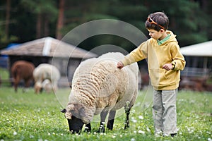 Cute little boy feeding a sheep