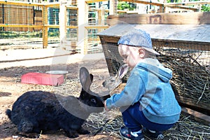 Cute little boy gets acquainted with a black rabbit, wants to stroke him