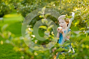 Cute little boy helping to harvest apples in apple tree orchard in summer day. Child picking fruits in a garden. Fresh healthy