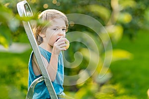 Cute little boy helping to harvest apples in apple tree orchard in summer day. Child picking fruits in a garden. Fresh healthy