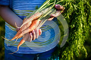 Cute little boy holding a bunch of fresh organic carrots in domestic garden. Healthy family lifestyle