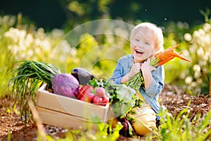 Cute little boy holding a bunch of fresh organic carrots in domestic garden