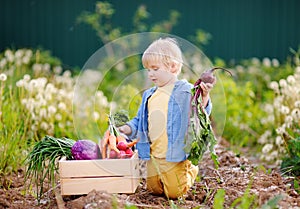 Cute little boy holding fresh organic beet in domestic garden