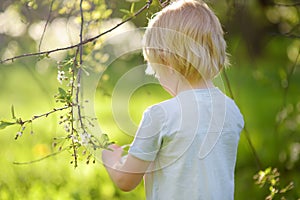 Cute little boy hunts for easter egg on branch flowering tree