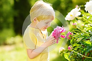 Cute little boy look at amazing purple and white peonies in sunny domestic garden or exibition of flowers. Floriculture, gardening
