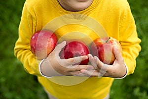 Cute little boy picking apples in a green grass background at sunny day. Healthy nutrition.