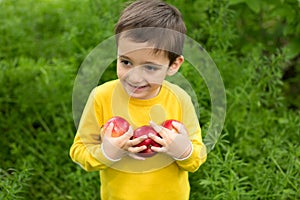 Cute little boy picking apples in a green grass background at sunny day. Healthy nutrition