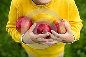 Cute little boy picking apples in a green grass background at sunny day. Healthy nutrition