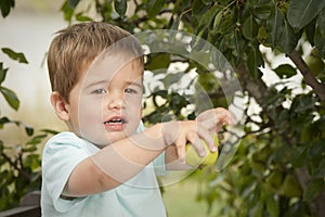 Cute little boy picking fruit from tree