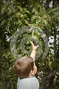 Cute little boy picking fruit from tree