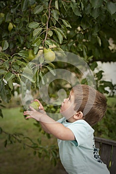 Cute little boy picking fruit from tree