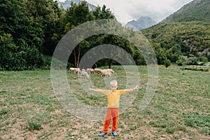 Cute little boy with a sheeps on farm, best friends, boy and lamb against the backdrop of greenery, poddy and child on