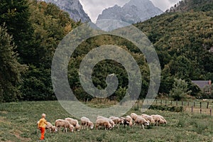 Cute little boy with a sheeps on farm, best friends, boy and lamb against the backdrop of greenery, poddy and child on