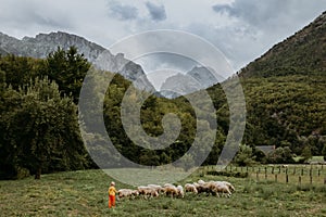 Cute little boy with a sheeps on farm, best friends, boy and lamb against the backdrop of greenery, poddy and child on