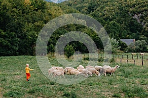 Cute little boy with a sheeps on farm, best friends, boy and lamb against the backdrop of greenery, poddy and child on