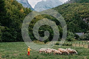 Cute little boy with a sheeps on farm, best friends, boy and lamb against the backdrop of greenery, poddy and child on